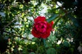 Wonderful red rose flower