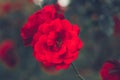 Wonderful Red Roses in Full Bloom Royalty Free Stock Photo