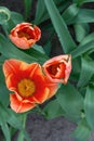 Wonderful red spring tulips top view Royalty Free Stock Photo