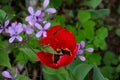 Red tulip with meadow purple flowers