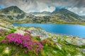 Wonderful rhododendron flowers and Bucura mountain lake, Retezat mountains, Romania Royalty Free Stock Photo