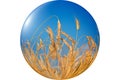 Wonderful, ripe wheat against blue sky background. Royalty Free Stock Photo