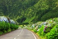 Wonderful road in Sao Miguel Island