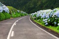 Wonderful road in Sao Miguel Island