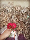 wonderful rose and dried leaves