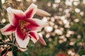 Wonderful rose pink and white Altari OT-hybrid lily flower with green leaves in garden nature outdoor blurred background
