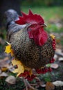 A wonderful ruster with a necklace of the maple leaves and rowen berries