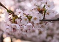 Wonderful sakura blossom in Kaunas, Lithuania. Nemunas island, beautiful spring view of the city. Gorgeous cherry, Prunus speciosa Royalty Free Stock Photo