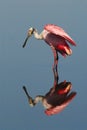 BIRDS- Florida- Close Up of a Roseate Spoonbill Perfectly Reflected While Wading in a Lake