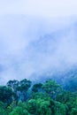 Wonderful scenery of primary forest in blue misty