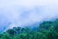Wonderful scenery of primary forest in blue misty