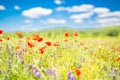 Wonderful scenery. Summer flowers, bright nature field under blue sky with white clouds, idyllic summer landscape Royalty Free Stock Photo