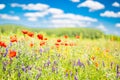 Wonderful scenery. Summer flowers, bright nature field under blue sky with white clouds, idyllic summer landscape Royalty Free Stock Photo