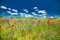 Wonderful scenery. Summer flowers, bright nature field under blue sky with white clouds, idyllic summer landscape Royalty Free Stock Photo