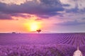 Beautiful landscape of lavender fields at sunset near Sault, Provence-France Royalty Free Stock Photo