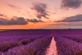 Beautiful landscape of lavender fields at sunset near Sault, Provence-France Royalty Free Stock Photo