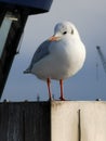 A wonderful seagull watches her sourraundings