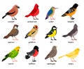 Cute vector set with nice colored birds.