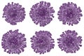 Wonderful set with the image of bacteria isolated on a white background purple coronavirus