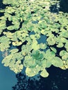 A wonderful set of lily pads in Bucha - BUCHA - UKRAINE