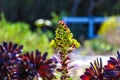 A wonderful shot of a green and deep purple Aeonium plant in the garden