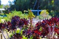 A wonderful shot of a green and deep purple Aeonium plant in the garden