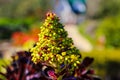 A wonderful shot of a green and deep purple Aeonium plant in the garden