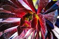 A wonderful shot of a green and deep purple Aeonium plant in the garden