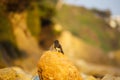 A wonderful shot of a small black bird on a brown stone rock at El Matador beach