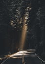 Wonderful shot of sunlight between dense foresttrees on a road Royalty Free Stock Photo