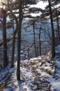 Wonderful small hiking path in beautiful winter landscape in an austrian forest. landscape and nature concept.