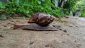 Wonderful snail with a nice natural background.