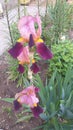 Wonderful spring flower Iris  red!! Royalty Free Stock Photo
