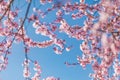 Springtime banner bright pink flowers with blue sky background. Seasonal sunny nature view, idyllic tranquil calming scene Royalty Free Stock Photo