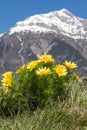 Wonderful spring pheasant`s eyes - Adonis vernalis - with the Swiss alps in the background