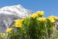Wonderful spring pheasant`s eyes - Adonis vernalis - with the Swiss alps in the background