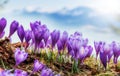 Wonderful Spring Scene. Purple Flowers under sunlight on the grass Royalty Free Stock Photo