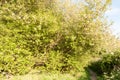 a wonderful spring scene of serene beauty pathway to walk through in the country wild