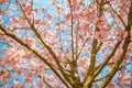 Wonderful spring scenery cherry blossom Sakura flower with blue sky, inspire of springtime, colorful blooming trees blue sky Royalty Free Stock Photo