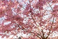 Wonderful spring scenery cherry blossom Sakura flower with blue sky, inspire of springtime, colorful blooming trees blue sky Royalty Free Stock Photo