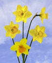 Wonderful Springtime daffodils in full bloom