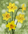 Wonderful Springtime daffodils in full bloom