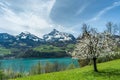 Wonderful springtime view of mountains and lake with blooming fruit tree Royalty Free Stock Photo