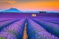 Wonderful summer landscape with lavender fields in Provence, Valensole, France Royalty Free Stock Photo