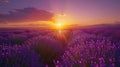 a beautiful lavander field in provence, France, at sunset Royalty Free Stock Photo