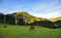A wonderful summer morning in the mountains. Alpine meadows with horses