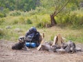 A beautiful miniature schnauzer lies near a prepared fire. Summer trip to nature with a dog. Summer trip. Royalty Free Stock Photo