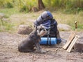 A beautiful miniature schnauzer lies near a prepared fire. Summer trip to nature with a dog. Summer trip. Royalty Free Stock Photo