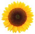 Wonderful Sunflower isolated on white background, including clipping path. Royalty Free Stock Photo