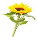 Wonderful Sunflower Helianthus annuus isolated on white background, including clipping path. Royalty Free Stock Photo